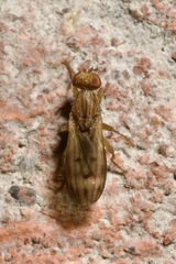 Opomyza germinationis