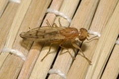 Opomyza florum