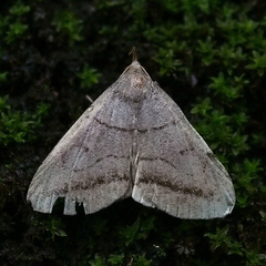 Zanclognatha griselda