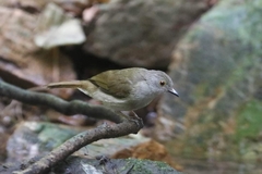 Rubigula erythropthalmos
