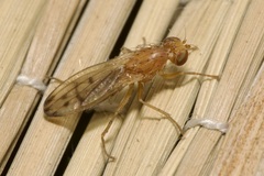 Opomyza florum