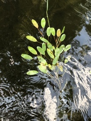 Potamogeton natans