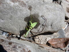 Chordodes formosanus