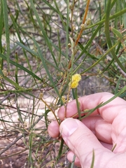 Acacia granitica