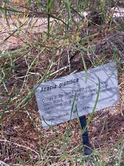 Acacia granitica