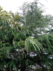 Cedrus deodara