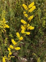 Acacia triptera