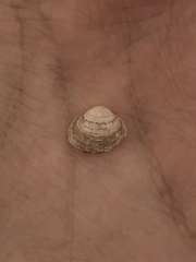 Sphaerium striatinum