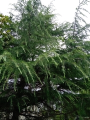 Cedrus deodara