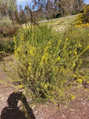 Acacia triptera