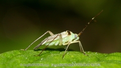 Adelphocoris fasciaticollis