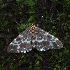 Dilophodes elegans elegans