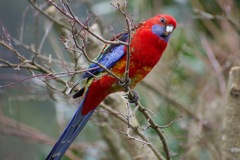 Platycercus elegans × eximius