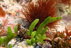 Caulerpa brownii