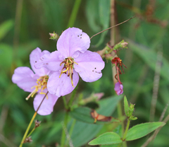 Rhexia mariana ventricosa