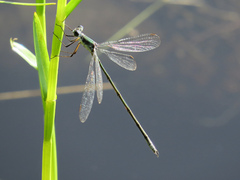 Lestes inaequalis