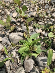 Plantago depressa