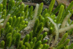 Caulerpa brownii