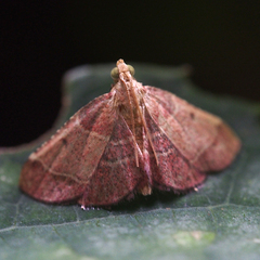 Tegulifera bicoloralis