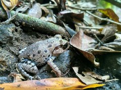 Leptobrachium hasseltii