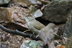 Iole viridescens cinnamomeoventris