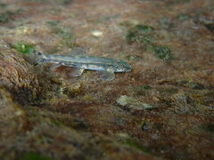 Formosania