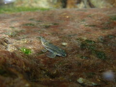 Formosania