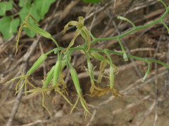 Lyrocarpa coulteri