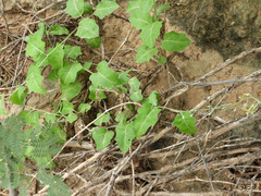 Lyrocarpa coulteri