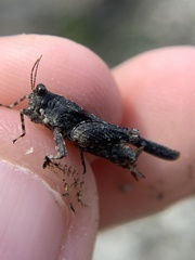 Paratettix cucullatus