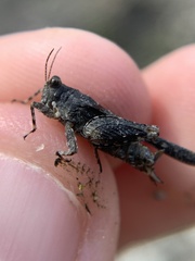 Paratettix cucullatus