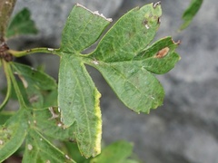 Phyllocoptes goniothorax