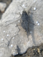 Paratettix cucullatus