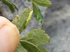 Phyllocoptes goniothorax