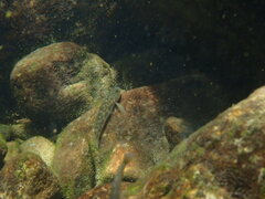 Rhinogobius candidianus