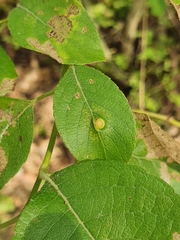 Euura pedunculi