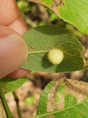 Euura pedunculi