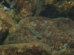 Rhinogobius candidianus
