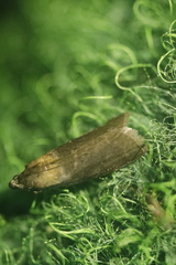 Sciota fumella