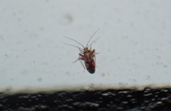 Phytocoris parvulus