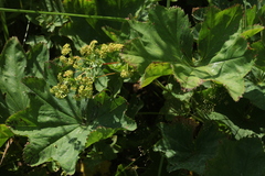 Alchemilla leiophylla