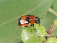 Physosmaragdina nigrifrons