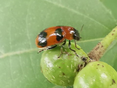 Physosmaragdina nigrifrons