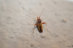 Nasocoris lautereri