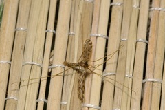 Ilisia maculata