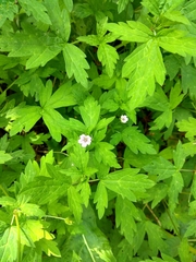 Geranium sibiricum