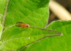 Diptera