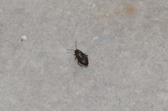 Stygnocoris