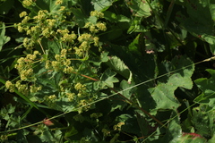 Alchemilla leiophylla