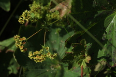 Alchemilla leiophylla
